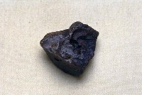 藏品(動物骨化石)的圖片